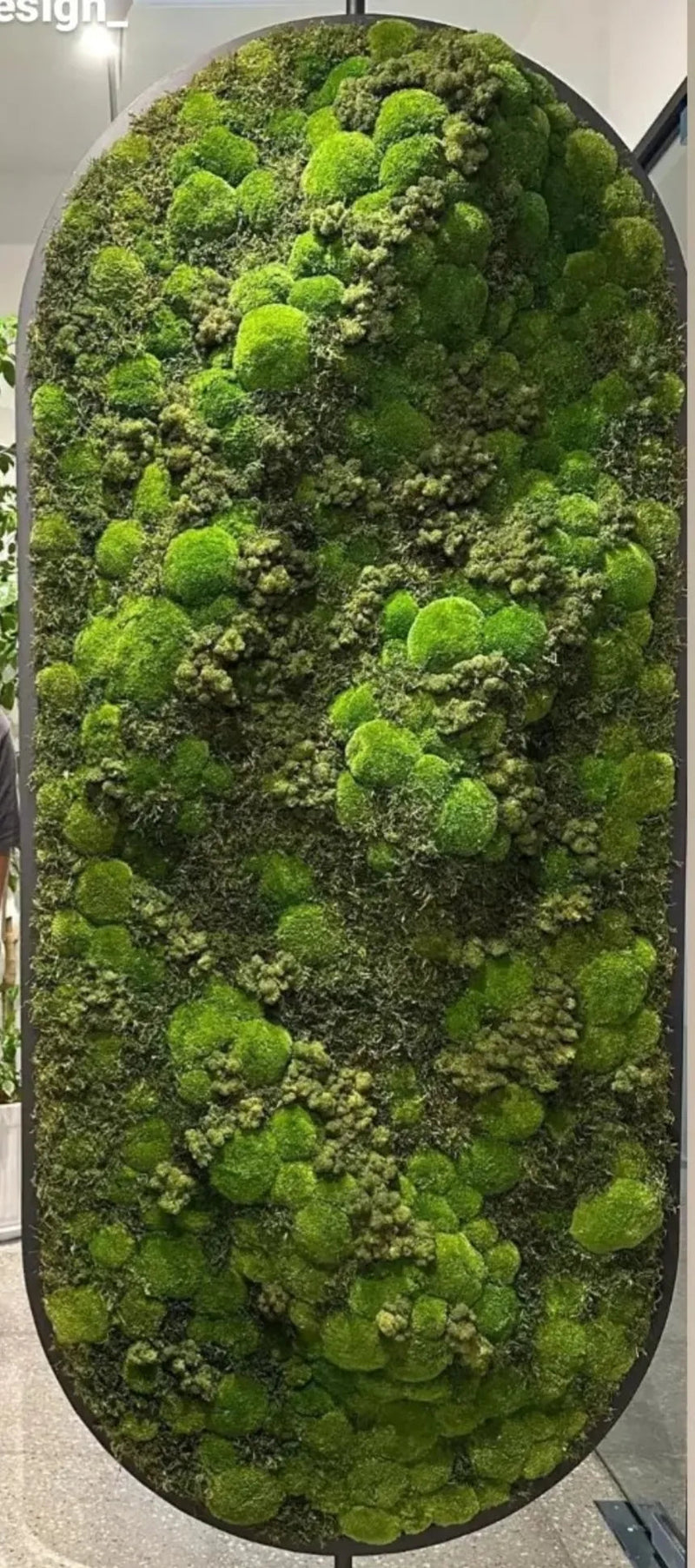 Textură de licheni și mușchi stabilizat pentru proiecte decorative de interior