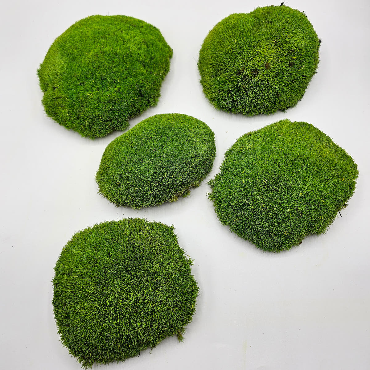 Mușchi Bombat Stabilizat Verde 1 pentru decor interior