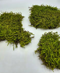 Mușchi Plat Stabilizat Verde 1