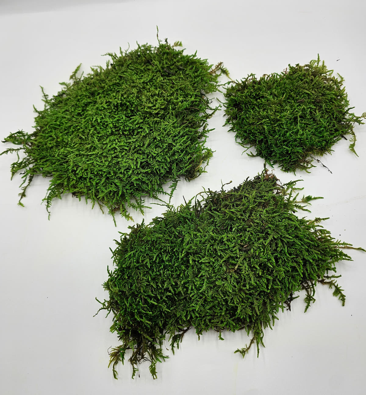 Mușchi Plat Stabilizat Verde 2 pentru fundaluri naturale