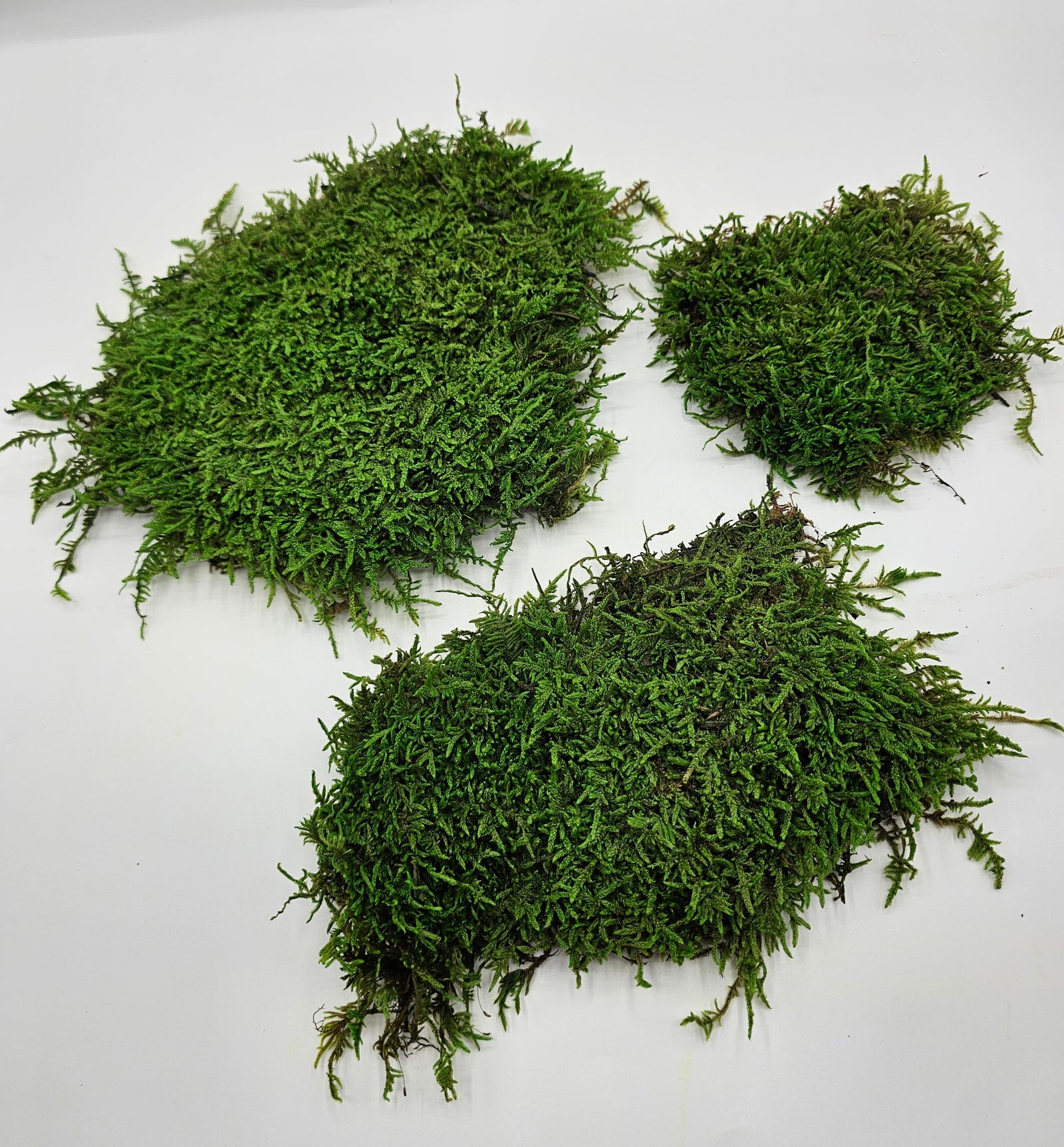 Mușchi Plat Stabilizat Verde 2 pentru fundaluri naturale