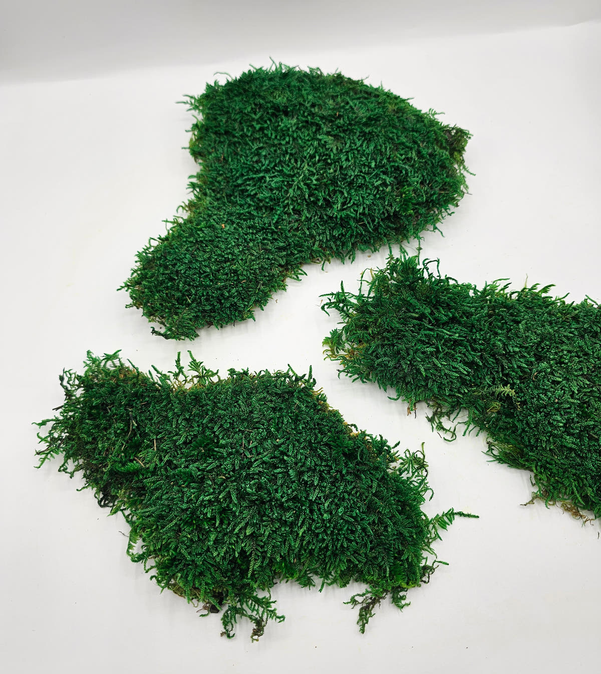 Mușchi Plat Stabilizat Verde 3 pentru decor vegetal