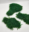 Mușchi Plat Stabilizat Verde 3