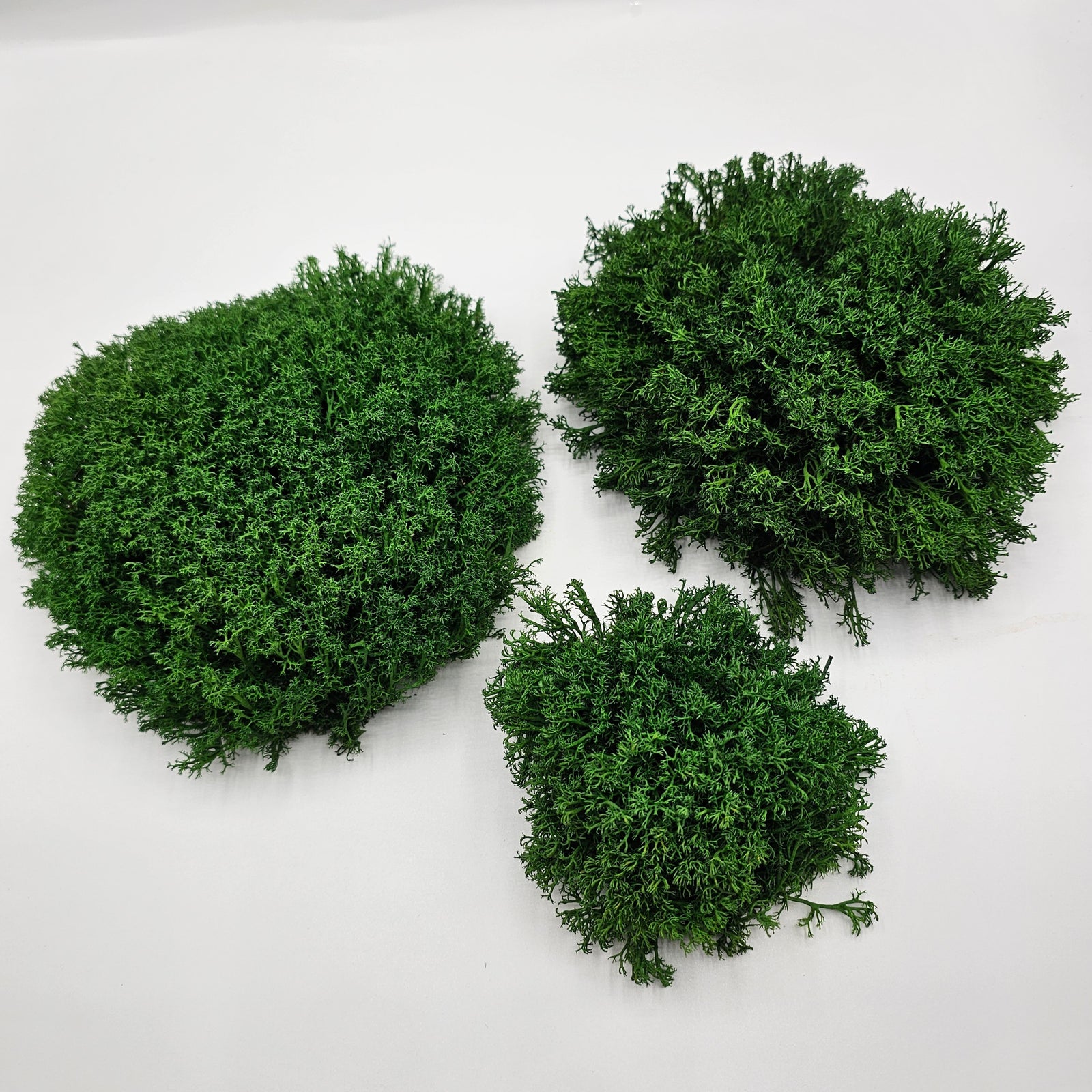 Mușchi Creț Stabilizat Verde pentru compoziții decorative