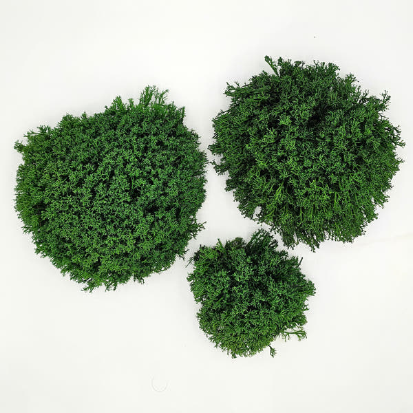 Mușchi Creț Stabilizat Verde