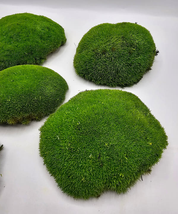 Mușchi Bombat Stabilizat Verde 1