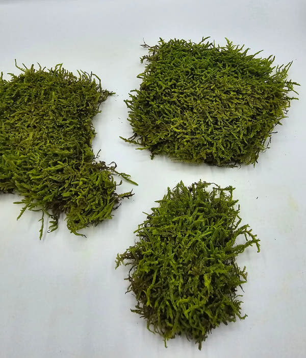 Mușchi Plat Stabilizat Verde 1