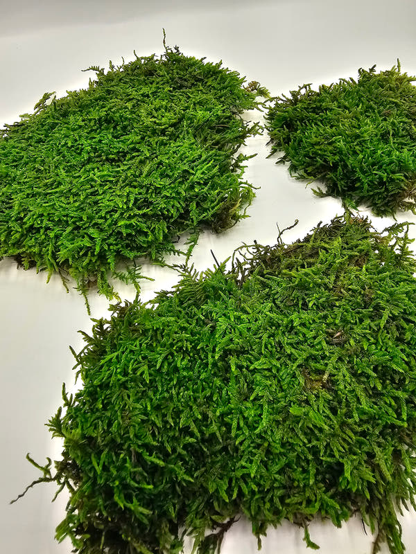Mușchi Plat Stabilizat Verde 2