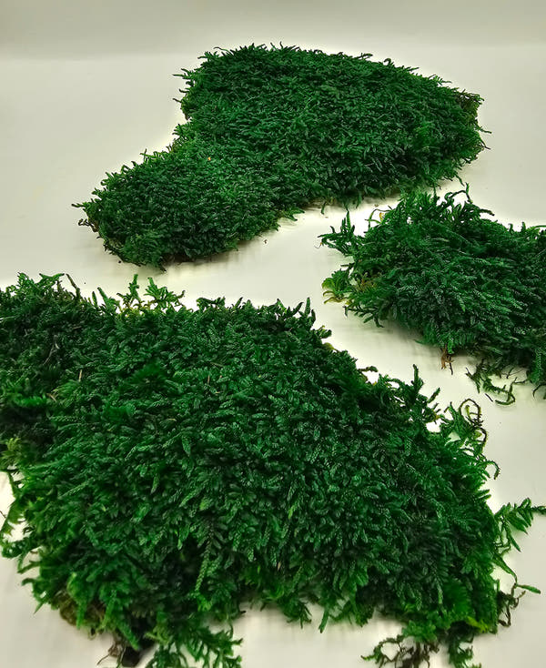 Mușchi Plat Stabilizat Verde 3