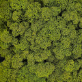 Licheni Verde 1 stabilizați 500 g