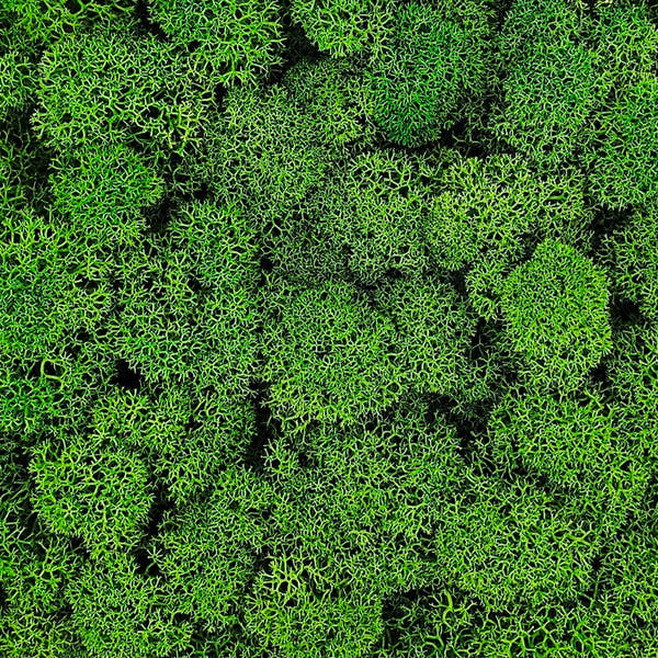 Licheni Verde 2 stabilizați 500 g pentru tablouri și panouri vegetale