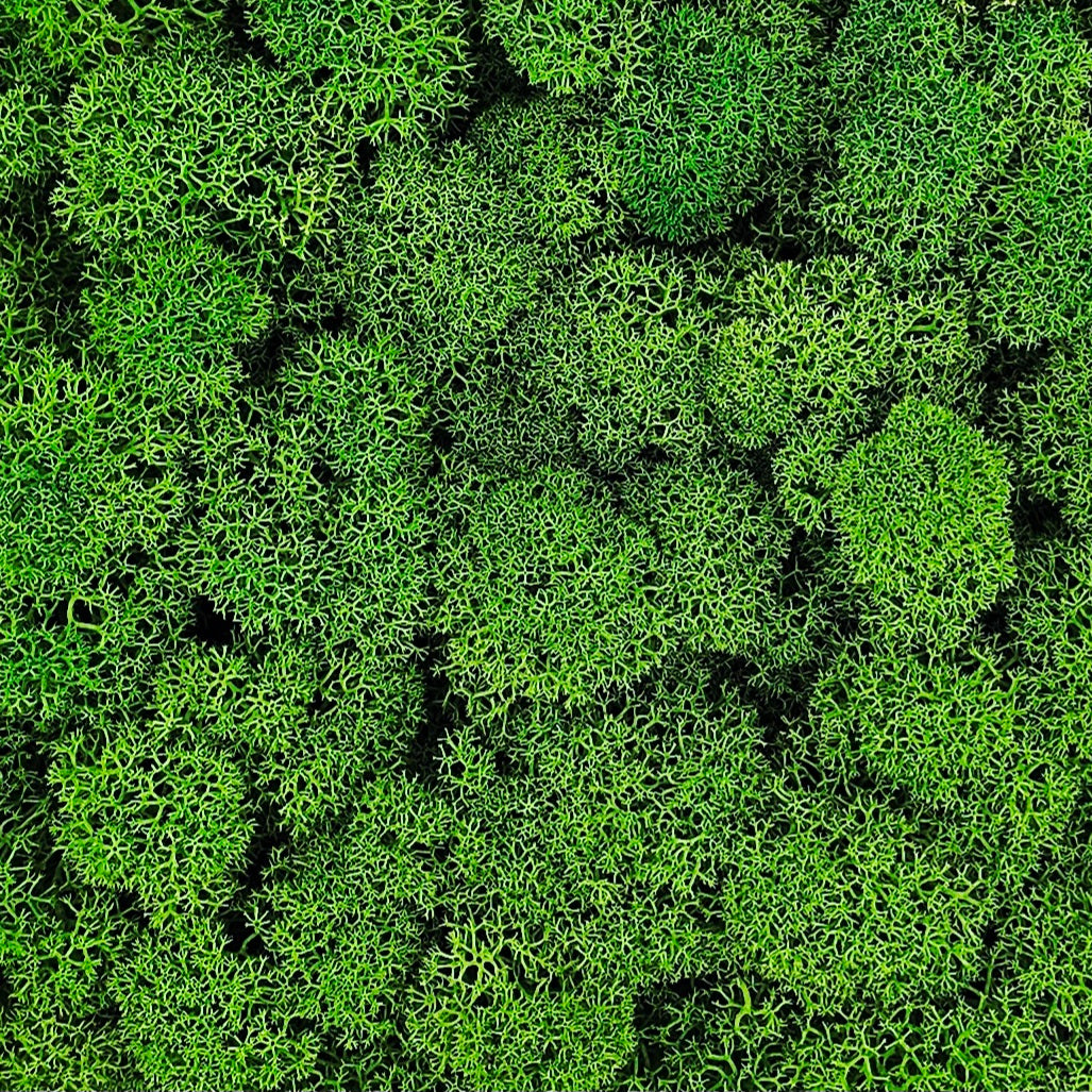 Licheni Verde 2 stabilizați 500 g pentru tablouri și panouri vegetale