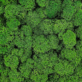 Licheni Verde 2 stabilizați 500 g