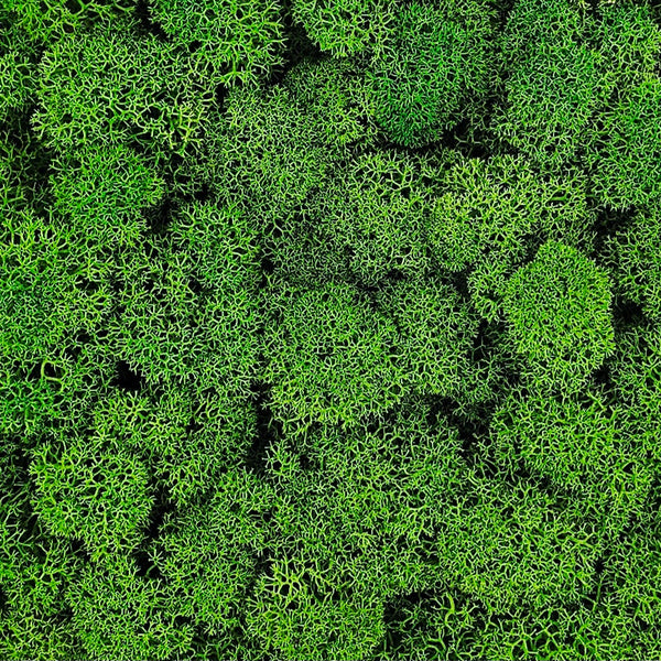 Licheni Verde 2 stabilizați 500 g