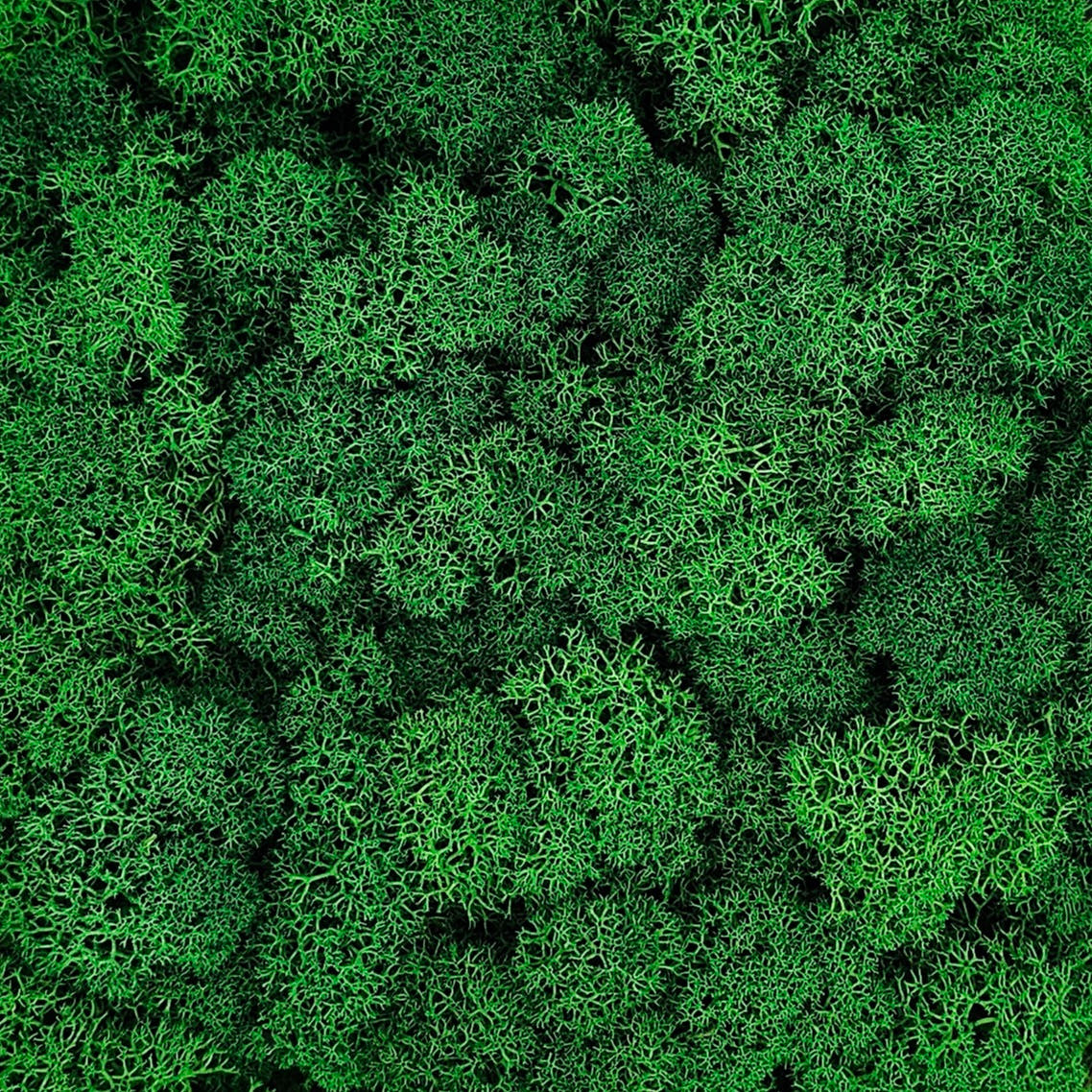 Licheni Verde 3 stabilizați 500 g pentru proiecte decorative